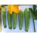 Long light green  vegetable cucurbita pepo hybrid summer squash seeds